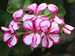 Geranium zonal, lierre, rois du balcon annuelle d'été exposition ensoleillé ou mi ombre fleurs blanche, rose, rouge, violette